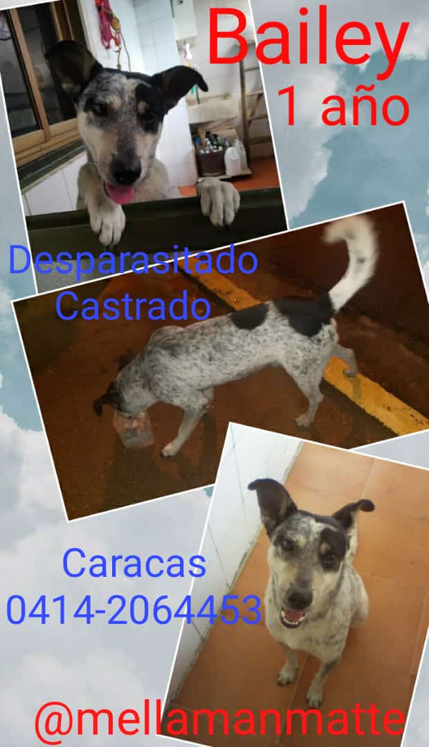 yaracalcagno's tweet photo. En adopción. https://t.co/WgYrpLnPa1
