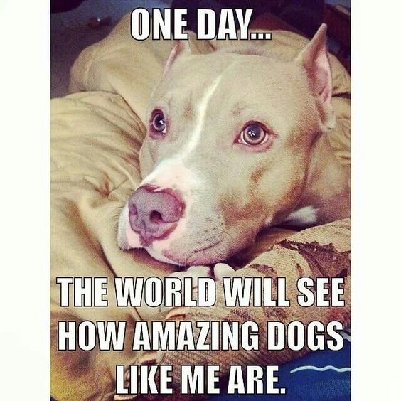 pitbullsad's tweet photo. They have always been amazing dogs from the beginning. Hopefully if we continue to show people the truth, one day they will finally get the respect they deserve. https://t.co/o0FSo8l89u