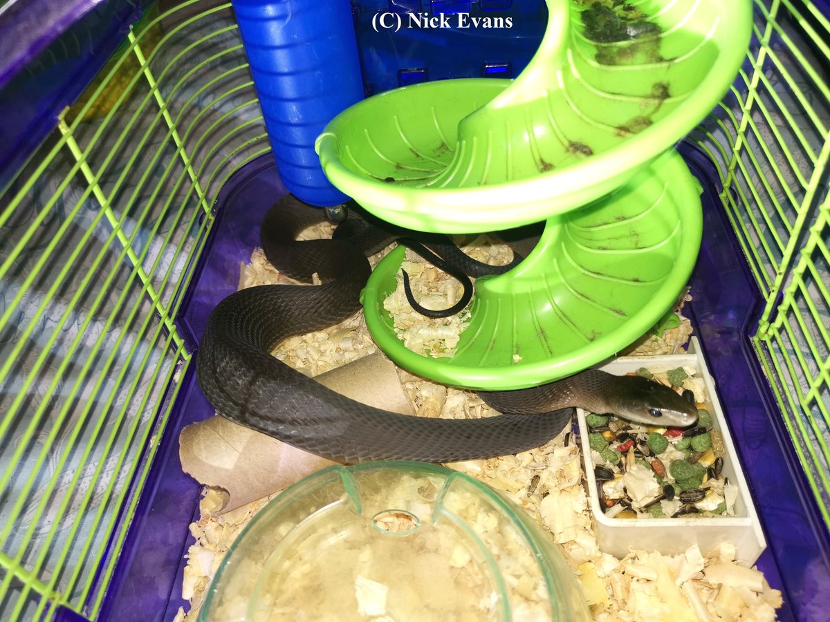 A HAMSTER THIEF!

Read about how a Black Mamba came to visit a pet hamster, and it didn't end well for the hamster! 
facebook.com/13815102788310…

#snakes #Durban #southafrica #kzn #wildlife #africa #reptiles #BlackMamba #conservation #hamster