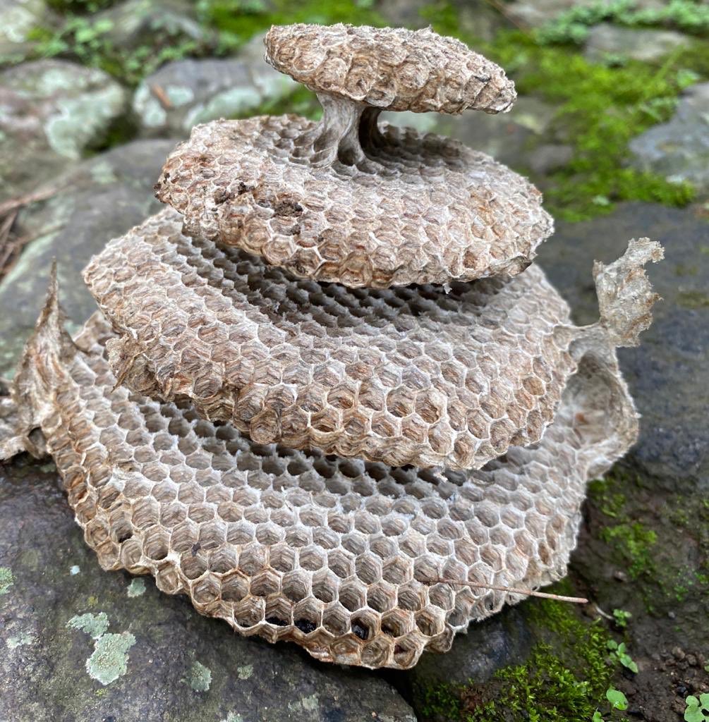 Un poema: un corazón, la mente, una colmena, un enjambre. ¡Feliz inicio de semana!