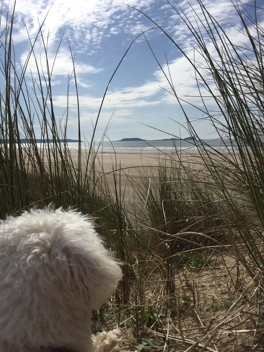 CathrynHawbrook's tweet photo. Ted taking in the view of Worms Head from Llangennith #gower https://t.co/WYZ8QH8UsA