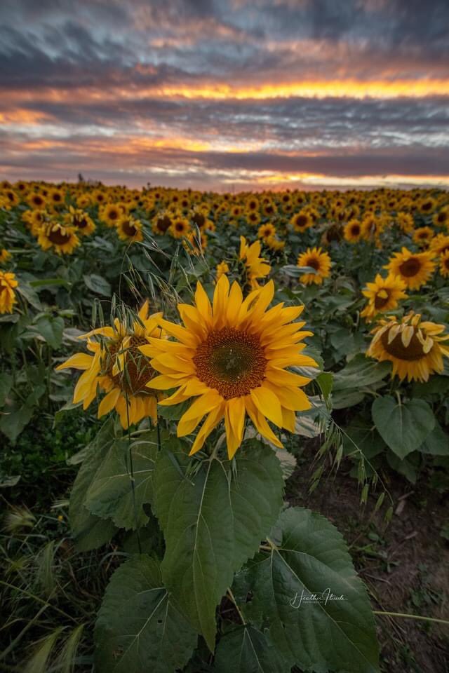 leswillms's tweet photo. Some great photos in our sunflower field on the weekend. They bring lots of smiles to everyone who came out. We can grow @PioneerSeedsCA sunflowers in North Eastern BC. @CortevaCA . Credit Heather Theede Photography in Fort St John. https://t.co/YGHQ3Uys4r