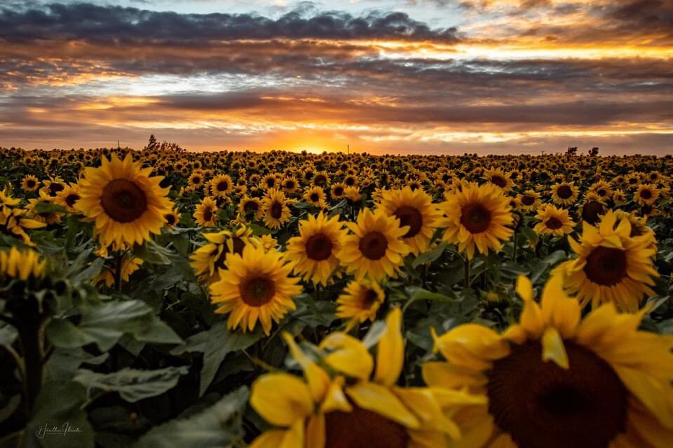 leswillms's tweet photo. Some great photos in our sunflower field on the weekend. They bring lots of smiles to everyone who came out. We can grow @PioneerSeedsCA sunflowers in North Eastern BC. @CortevaCA . Credit Heather Theede Photography in Fort St John. https://t.co/YGHQ3Uys4r