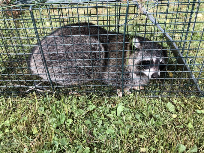 Checkout dumbass of the week, eating ornamental fish, the plastic pond they live in, and threatening<a href="/tag/nocrop"class="tags"><span>#nocrop</span></a>