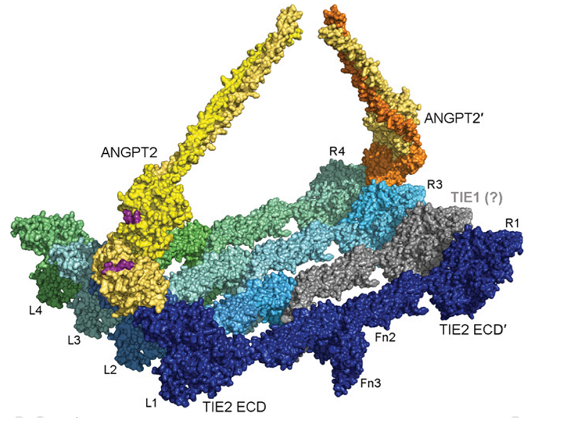 Science Translational Medicine (@sciencetm) on Twitter photo A study of 543 patients reveals mutations in the #ANGPT2 protein that contribute to primary #lymphedema, a discovery that sheds more light on the genetic origins of this incurable condition. <a href="/HiLIFE_helsinki/">HiLIFE_Helsinki</a> <a href="/MiikkaVikkula/">Miikka. Vikkula</a> <a href="/velzil/">Veli-Matti Leppänen</a> fcld.ly/lgwcbal
Credit: Leppänen et al. A study of 543 patients reveals mutations in the #ANGPT2 protein that contribute to primary #lymphedema, a discovery that sheds more light on the genetic origins of this incurable condition. <a href="/HiLIFE_helsinki/">HiLIFE_Helsinki</a> <a href="/MiikkaVikkula/">Miikka. Vikkula</a> <a href="/velzil/">Veli-Matti Leppänen</a> fcld.ly/lgwcbal
Credit: Leppänen et al.