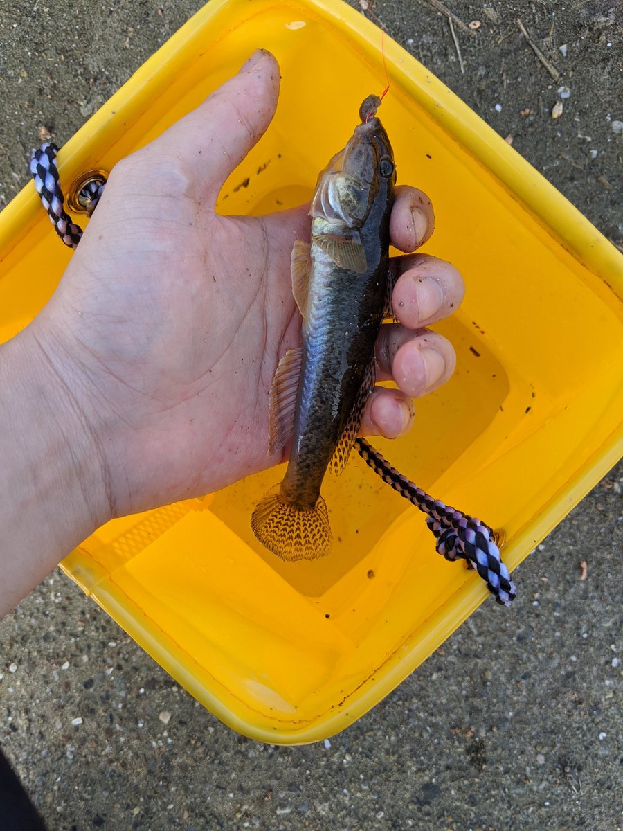 Sinb0 千葉県 片貝港 たくさん釣れたし平均サイズが大きめな気がする ハゼ釣り 片貝港 千葉県