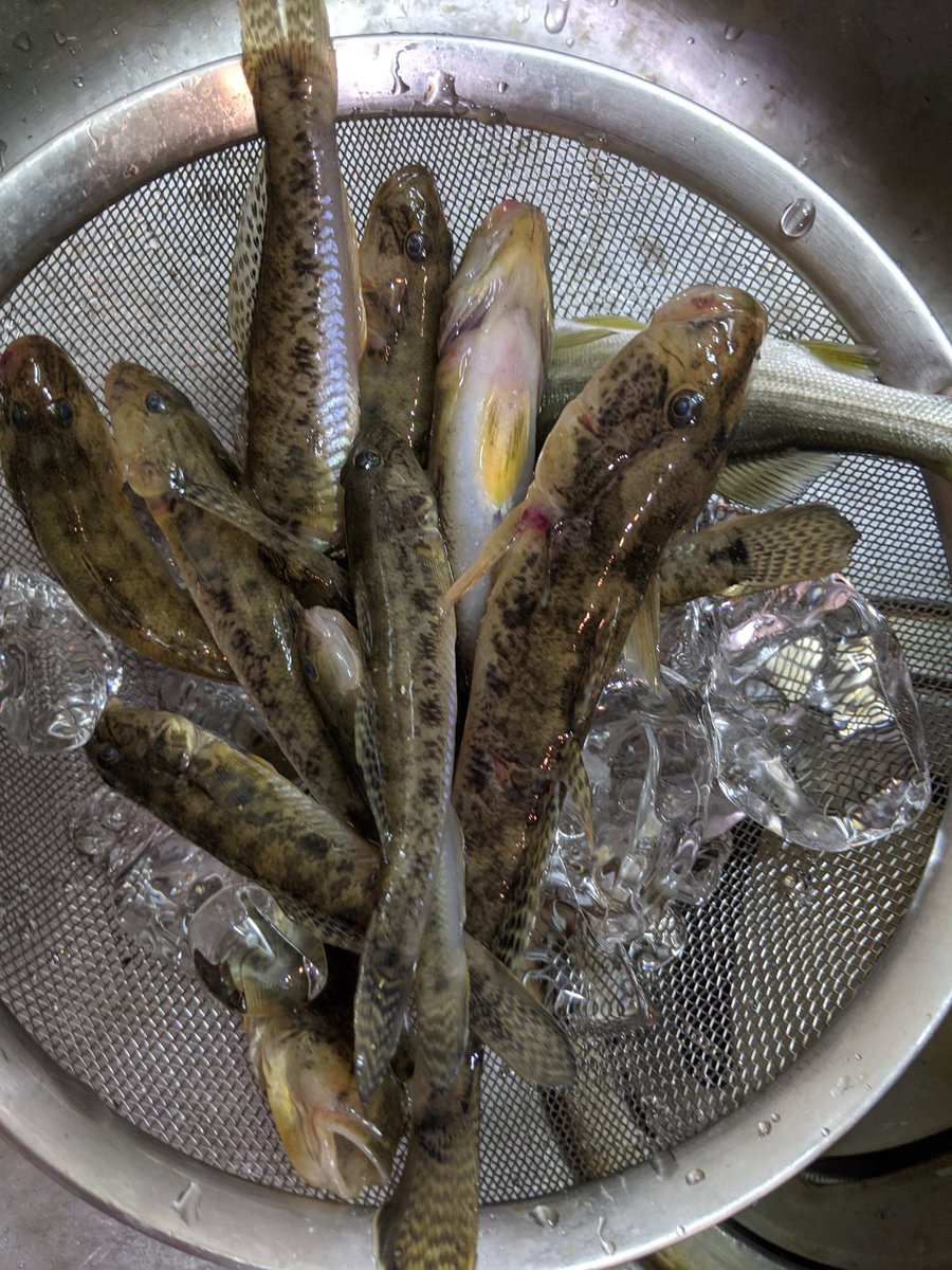 Sinb0 千葉県 片貝港 たくさん釣れたし平均サイズが大きめな気がする ハゼ釣り 片貝港 千葉県