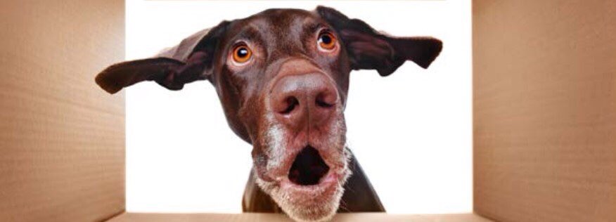 TitaniumGeek's tweet photo. Our dog’s thoughts on a first look at the new @AfterShokzUK @AfterShokz Openmove. He is massively impressed. £79.95 price point. Video here https://t.co/cdMFUcrt7v #cycling #running #marathon #trialthon #fitness #zwift #peleton https://t.co/cYszzGF1dV