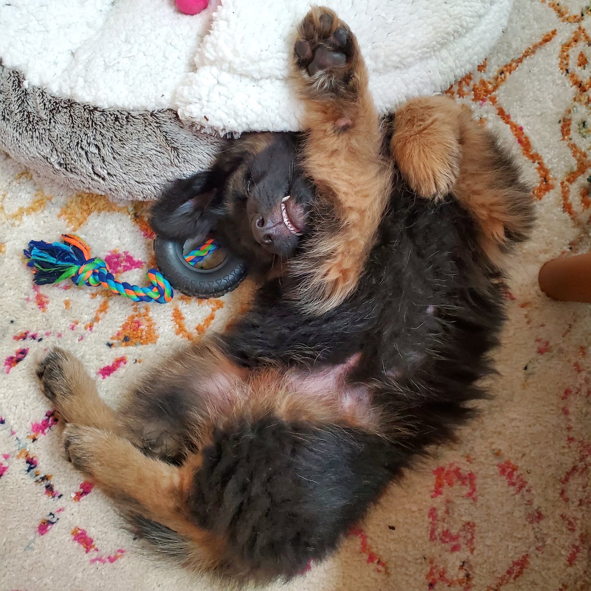 AnnieRaly's tweet photo. Kaisa understands the Monday feels https://t.co/P8HjDtLG3j