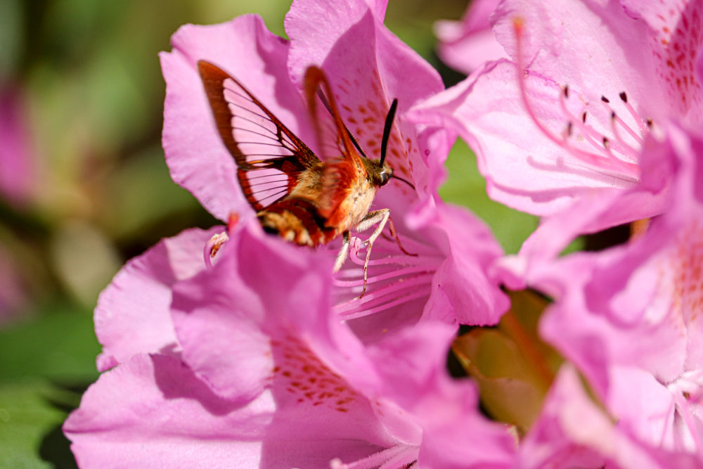 GlaszArtcom's tweet photo. A hummingbird moth visiting rhododendrons. #HummingbirdMoths #Insects #Rhododendrons #Flowers #Nature #NaturePhotography #Photography https://t.co/OiNf9MzYBb
