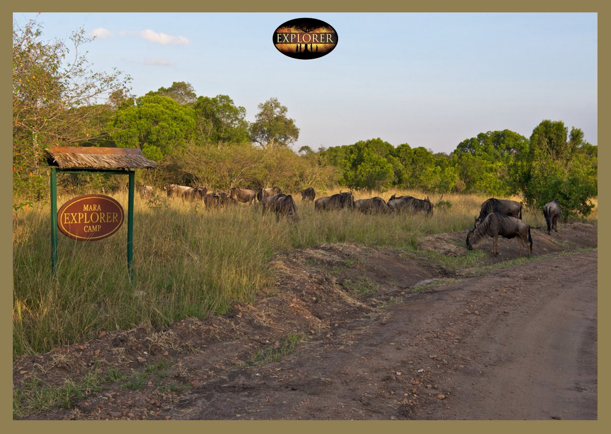 MaraIntrepids's tweet photo. Getting up close and personal with the wilderbeest. π #JourneywithHeritageKenya #Mara #MasaiMara #Bush #ExploreMEX #Migration #Wilderbeest #Travel #Leisure https://t.co/NWzqKOFzoG