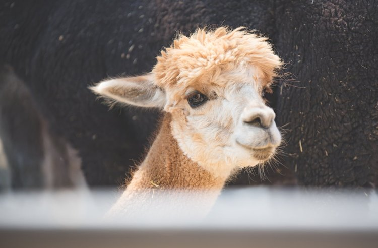 This alpaca realized its carpal tunnel is returning with a vengeance