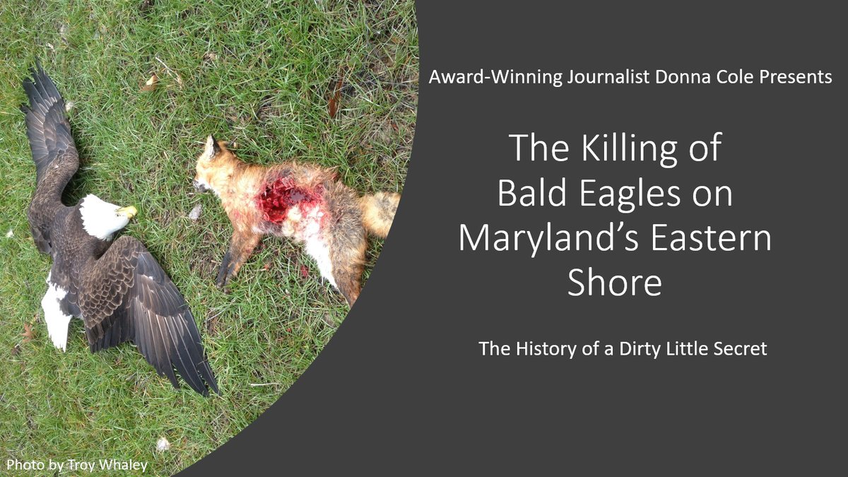 AnnapCreative's tweet image. Reminder about my presentation tonight. It's free, but you need to register. #BirdTwitter #Carbofuran #MDBirding #CarboWars #Journalism 

Register here -audubon.zoom.us/meeting/regist…