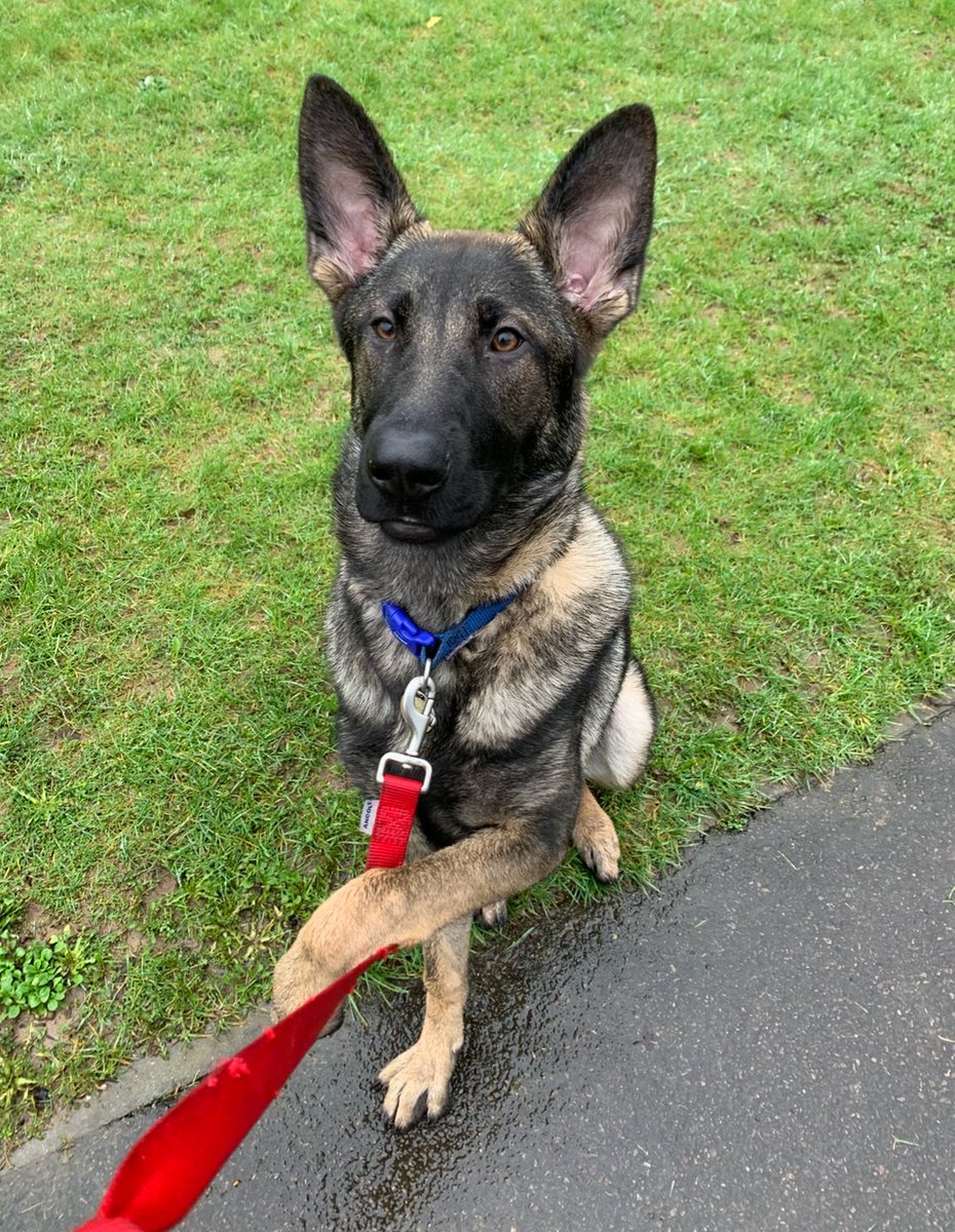 Introducing...Lola! 
When your lead matches your branding, you know it's going to be a good day at Moxie HQ! 

#dogsofPetersfield #matchyourleadtoyourlogo
