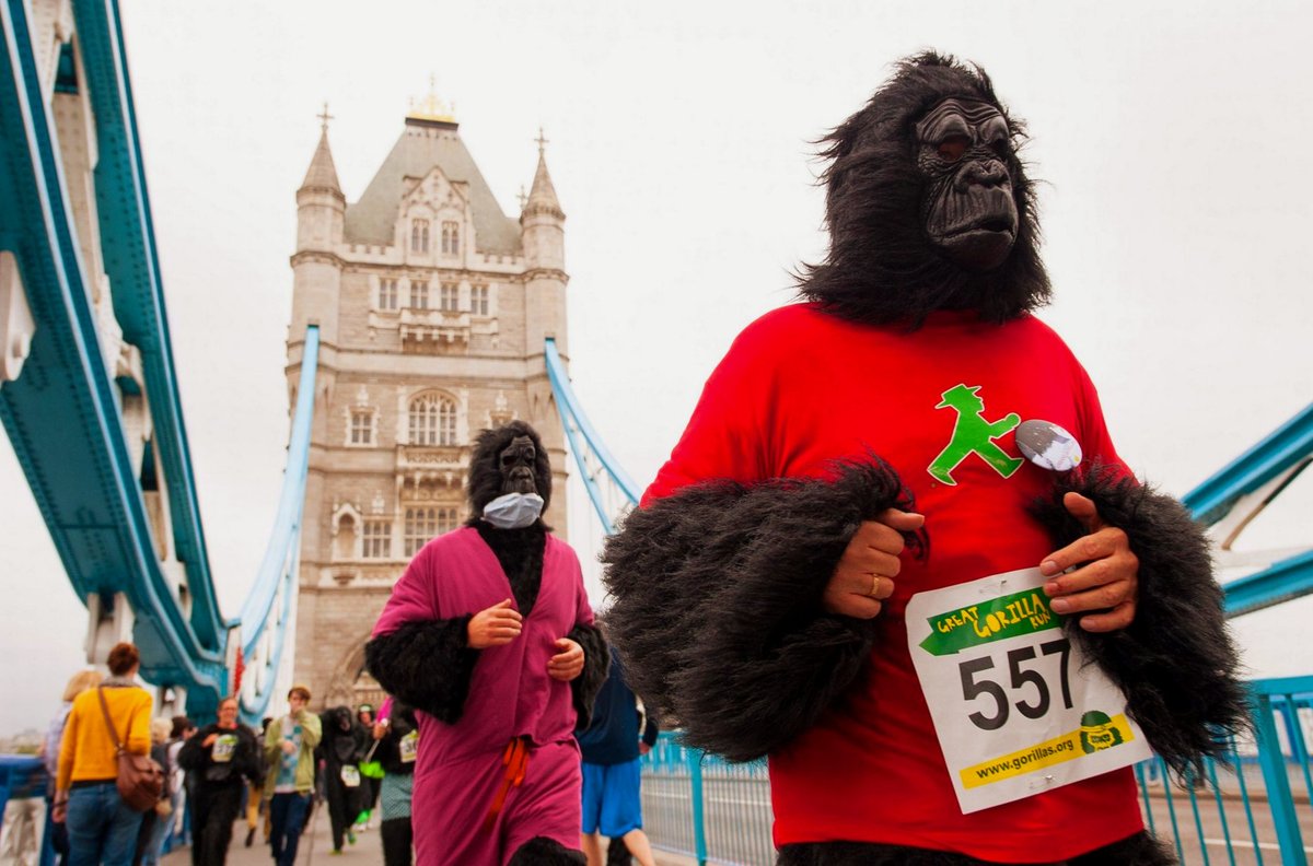 Gorillas_Org's tweet photo. On October 4th, Team Gorilla will each be running 26.2 miles in the virtual London Marathon to raise vital funds for gorilla conservation! Support their incredible efforts and help them reach their target: https://t.co/cIfifyRtW5

#TheGorillaOrganization #LondonMarathon https://t.co/CnvBPHeZbc