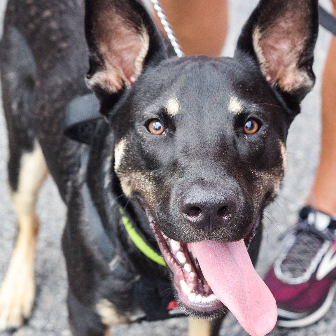 Clarksville_PR's tweet photo. Who's ready to play? 🐶🐾🐩🐕
-
Bring your furry friend to the Clarksville Downtown Market this Saturday, September 19th. Join us for games, prizes, and on-leash fun! https://t.co/DwXpT8Ql7a