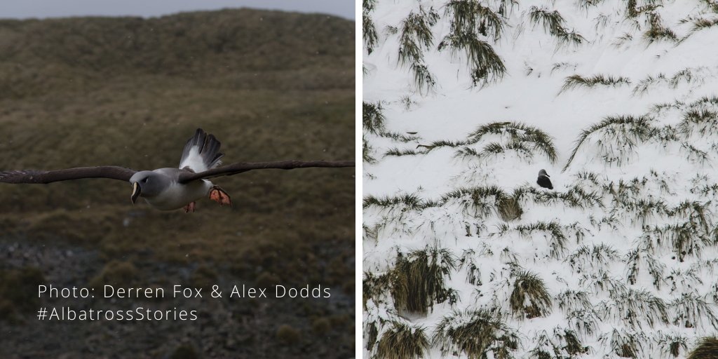BAS_News's tweet photo. Just over two weeks after #AlbatrossStories said they were looking forward to the returning summer albatrosses, the first grey-headed albatross has ARRIVED! 💥
BAS #HumanStar, Alex Dodds, spotted this grey-headed #albatross nestled in snowy tussocks on #BirdIsland, 3rd Sep. https://t.co/rz3hKTTu8T