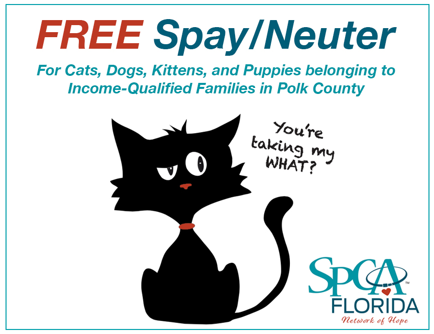 Where can i get my cheap female cat fixed for free