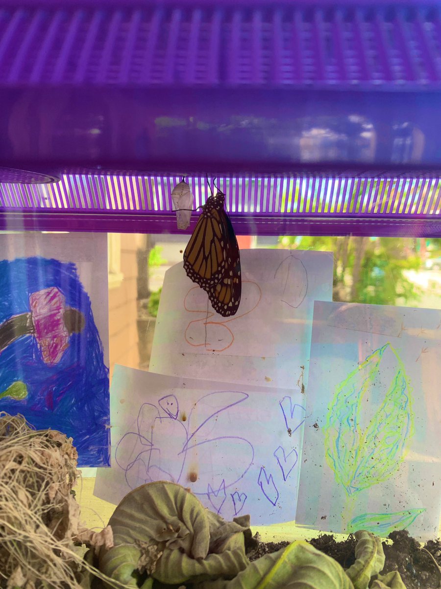 alyjnewt's tweet photo. BREAKING: fuzzy has emerged and begun drying out her wings #teamfuzzy #theygrowupsofast #mommyslittlechrysalis #proudsister #fuzzynewton https://t.co/4zOeWROLic