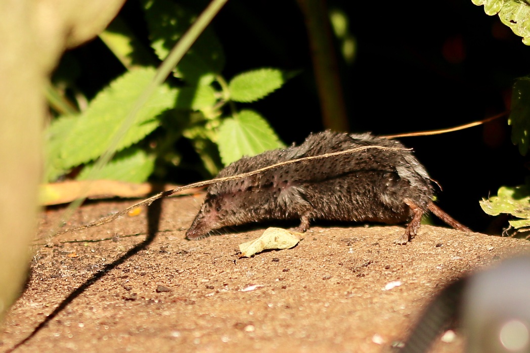victorthevole's tweet photo. I think we have a water shrew living on the pond, but it is so quick, it’s hard to get a decent photo. @Natures_Voice @BBCSpringwatch #springwatch2020 #idplease https://t.co/S1fqXMIDK8