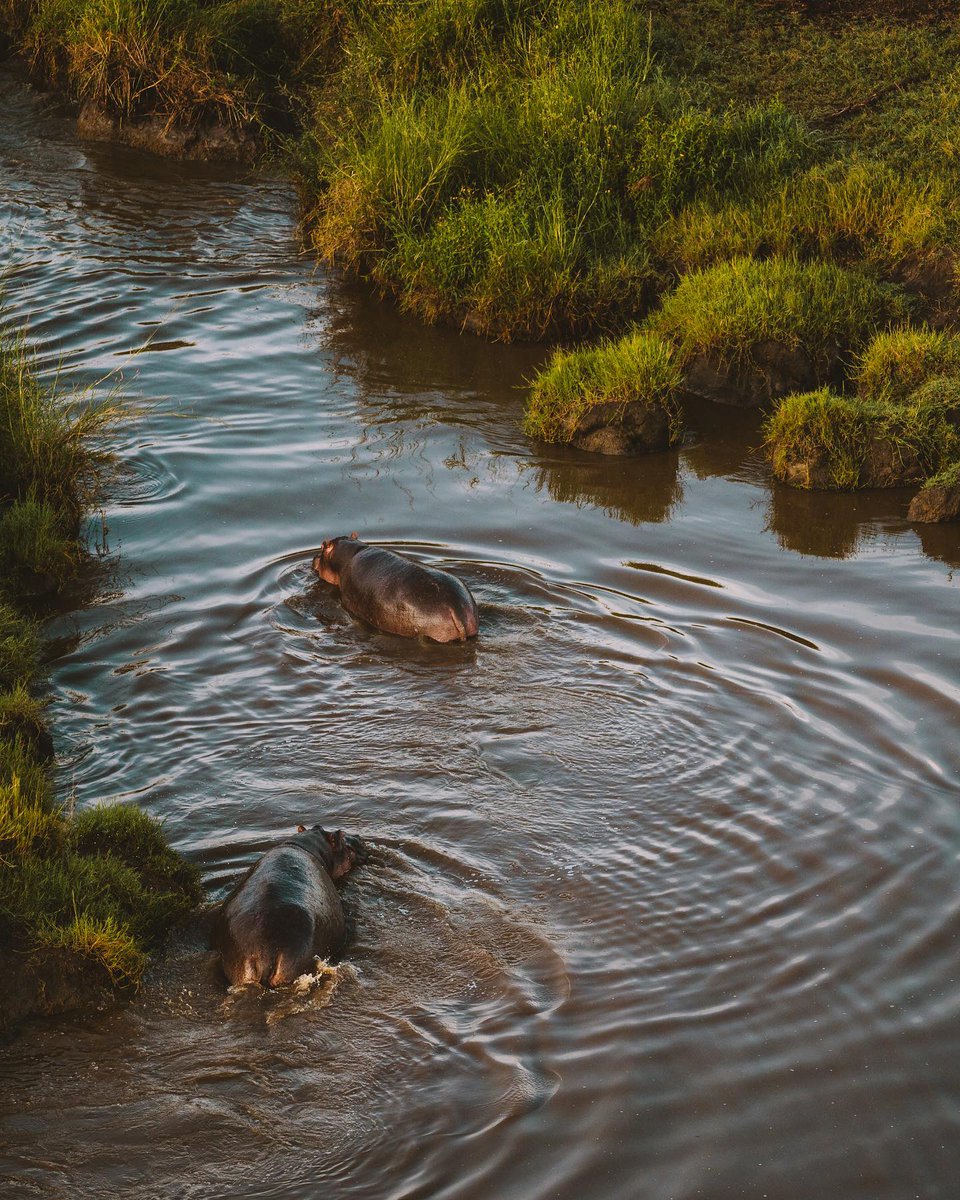 Tuesday morning on the river. Unbeatable wildlife experiences in Tanzania await when you stay at #serenambuzimawe
#TravelTuesday https://t.co/kUD4tLdZoM