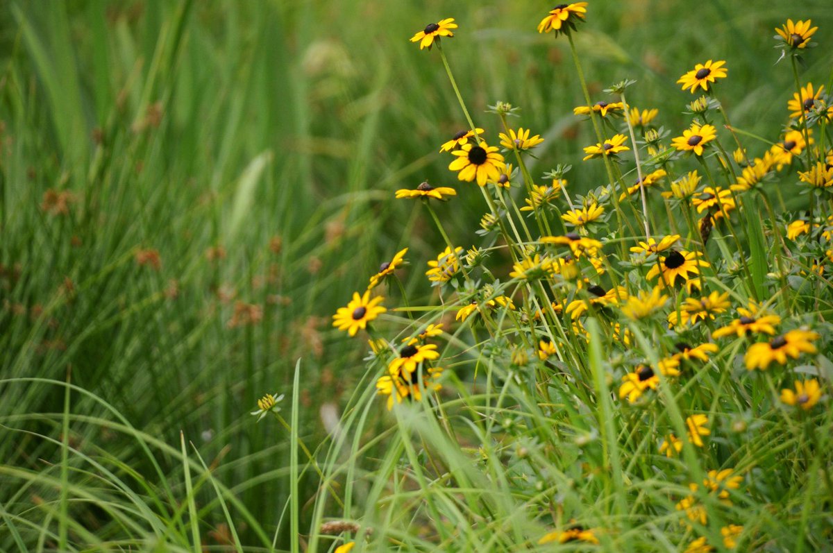 Red Oak Rain Garden tweet media