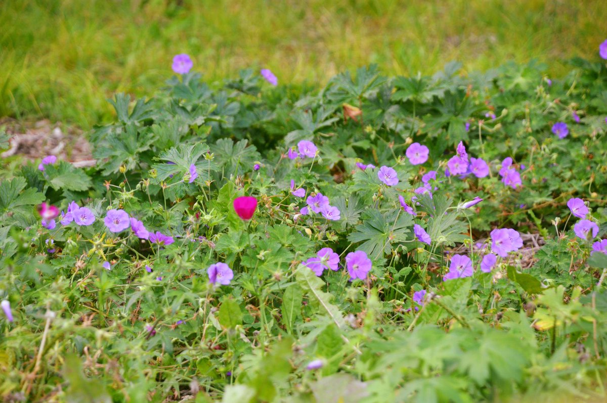 Red Oak Rain Garden tweet media