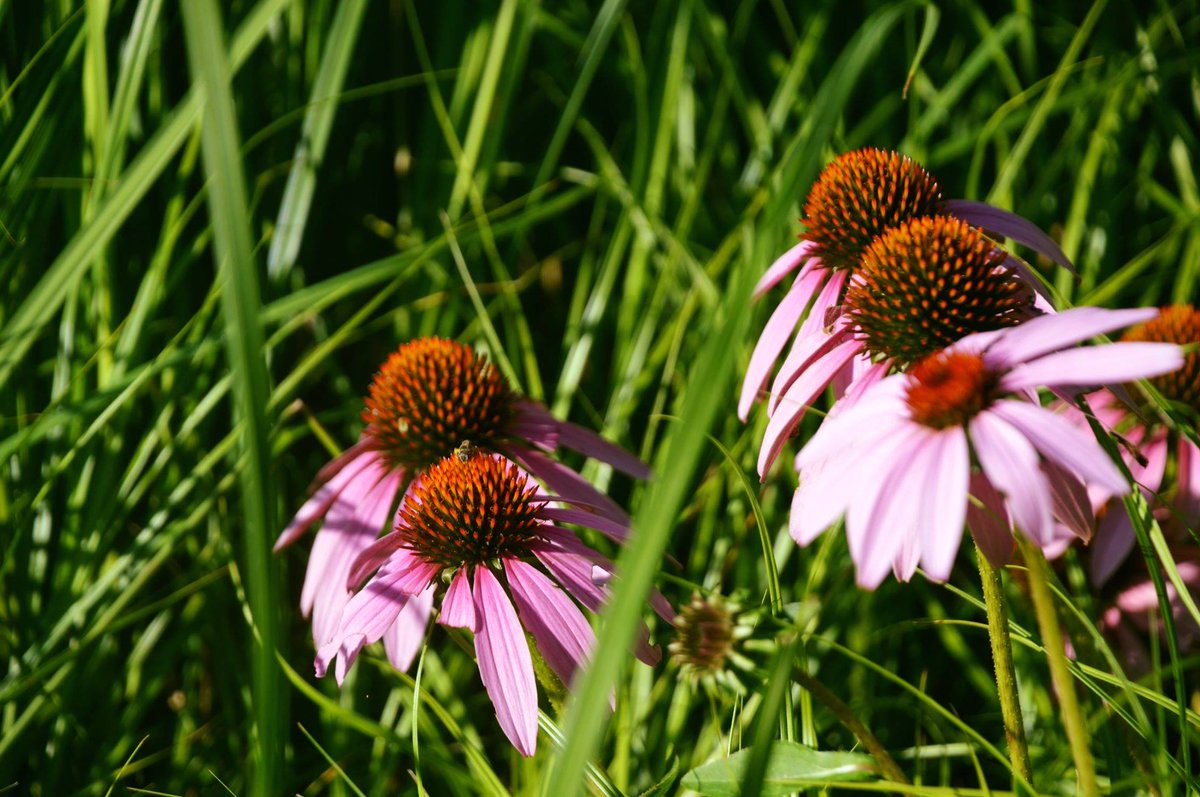 Red Oak Rain Garden tweet media