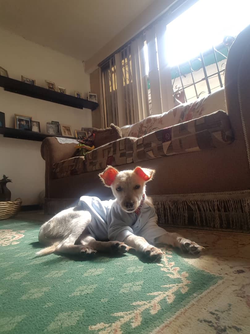 PerroUsuario's tweet photo. Rufo, Cachorro de 6 meses muy cariñoso necesita urgente Hogar, Ccs Nro de contacto 04164006024.  🐶 vía @RamsesVazBlanco https://t.co/Y5m6fQSrVh