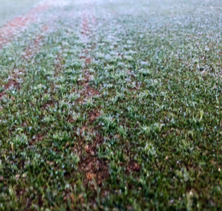 Lawrenc96115115's tweet photo. Crystal Bluelinks Creeping Bent germination in less than 7 days! 🤩😍🤩
Easy to hide any disease, damage or hydraulic scarring. 👌🏻
@T2GTurfGuy @T2GBentgrass @turfcarescott @TurfCare_IRL_UK
#MondayMotivation #TeamworkMakesTheDreamwork #recovery https://t.co/ZRntJUg25u