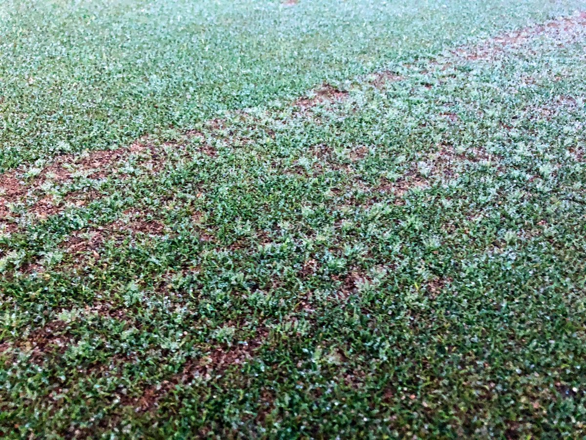 Lawrenc96115115's tweet photo. Crystal Bluelinks Creeping Bent germination in less than 7 days! 🤩😍🤩
Easy to hide any disease, damage or hydraulic scarring. 👌🏻
@T2GTurfGuy @T2GBentgrass @turfcarescott @TurfCare_IRL_UK
#MondayMotivation #TeamworkMakesTheDreamwork #recovery https://t.co/ZRntJUg25u