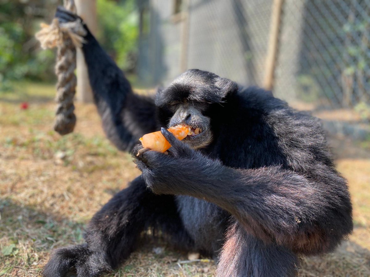 banhamzoo's tweet photo. Everyone loves an ice cream or lolly when the sun is out and so do some of our animals 🌞

Depending on their taste the keepers make a selection of sizes and flavours. There are the regular fruity ones, veggie ones, fishy ones, meaty ones, the list goes on! https://t.co/BnuSdEKj1k