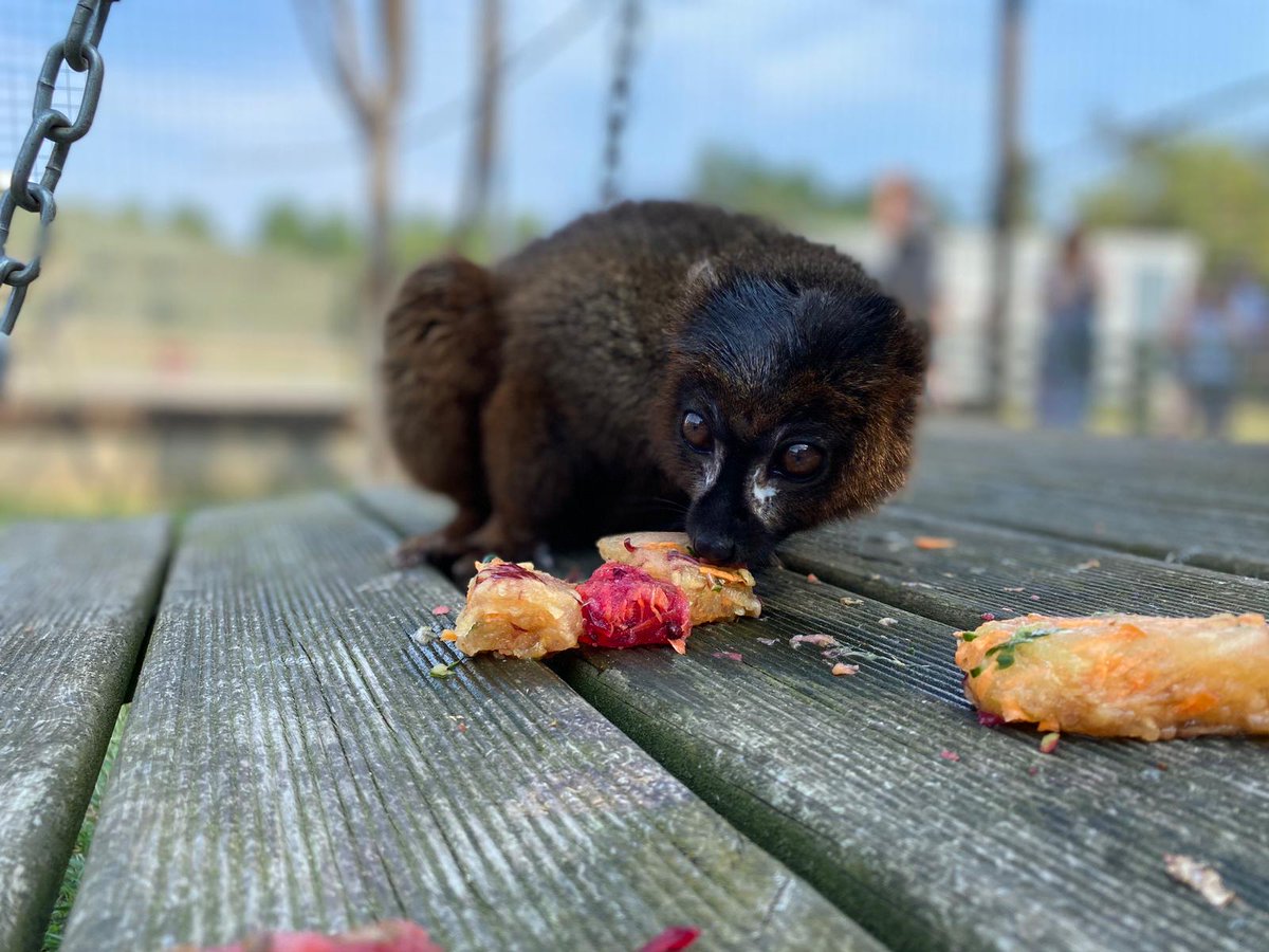banhamzoo's tweet photo. Everyone loves an ice cream or lolly when the sun is out and so do some of our animals 🌞

Depending on their taste the keepers make a selection of sizes and flavours. There are the regular fruity ones, veggie ones, fishy ones, meaty ones, the list goes on! https://t.co/BnuSdEKj1k