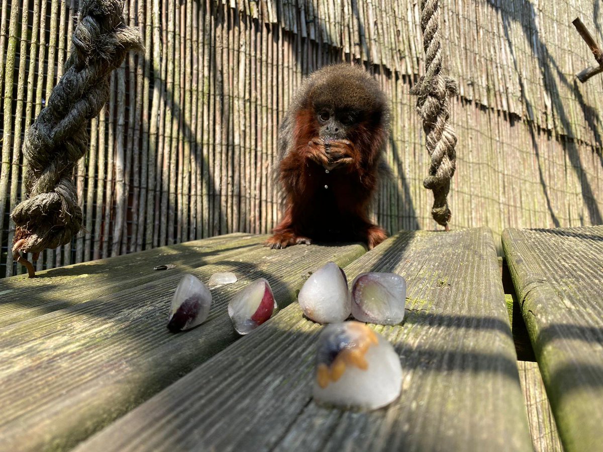 banhamzoo's tweet photo. Everyone loves an ice cream or lolly when the sun is out and so do some of our animals 🌞

Depending on their taste the keepers make a selection of sizes and flavours. There are the regular fruity ones, veggie ones, fishy ones, meaty ones, the list goes on! https://t.co/BnuSdEKj1k