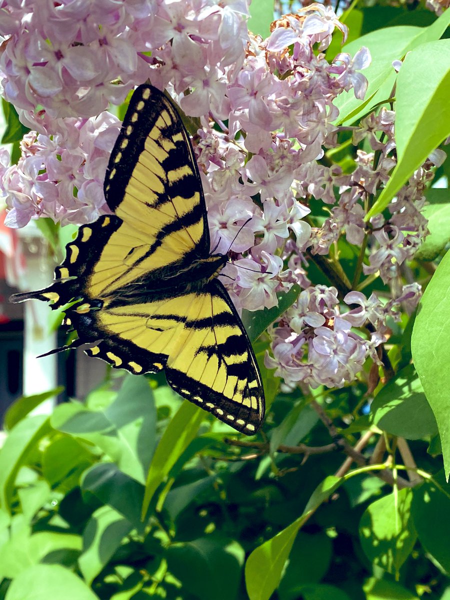 writertrudie's tweet photo. @ChuckWendig From June, in my lilacs. I think it’s a yellow swallow tail...?  Will need to look up, or ask a lepidopterist 🤷🏻‍♀️ https://t.co/jc17YYOhr9