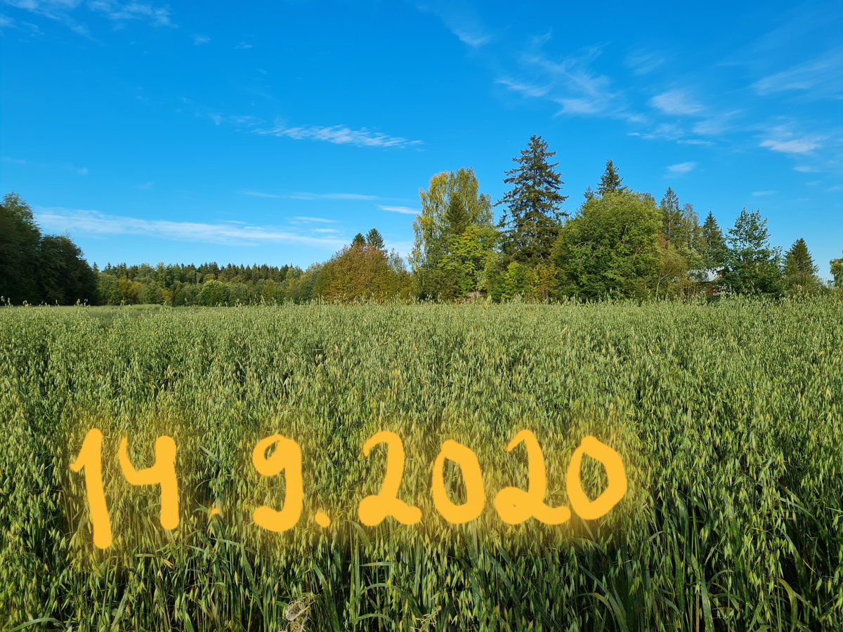 SannaSimula's tweet photo. Ohiajaessani jäin pohtimaan että tämän pellon kohdalla sanonta "Puidaan jouluun mennessä" saattaa pitää paikkansa. Tai sitten ei. Tuleeko valkoinen joulu, vai onko taas vihreän joulun vuoro? https://t.co/OgNHys6dpU