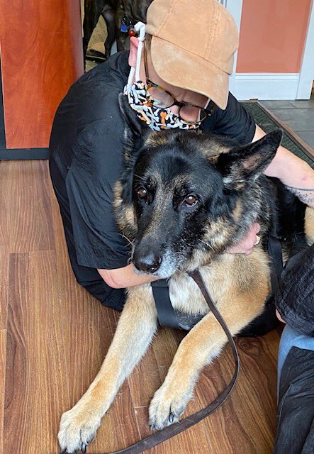 Grrreendog's tweet photo. I luv my work. moments to help a dog like Kash, with Degenerative Myelopathy, taking take time to care for his nails, while holding him in my lap. #groomingdogs #GermanShepherd #dogsofinstagram #degenerativemyleopathy #dogslife #dogsoftwitter https://t.co/fg3aFtthWM