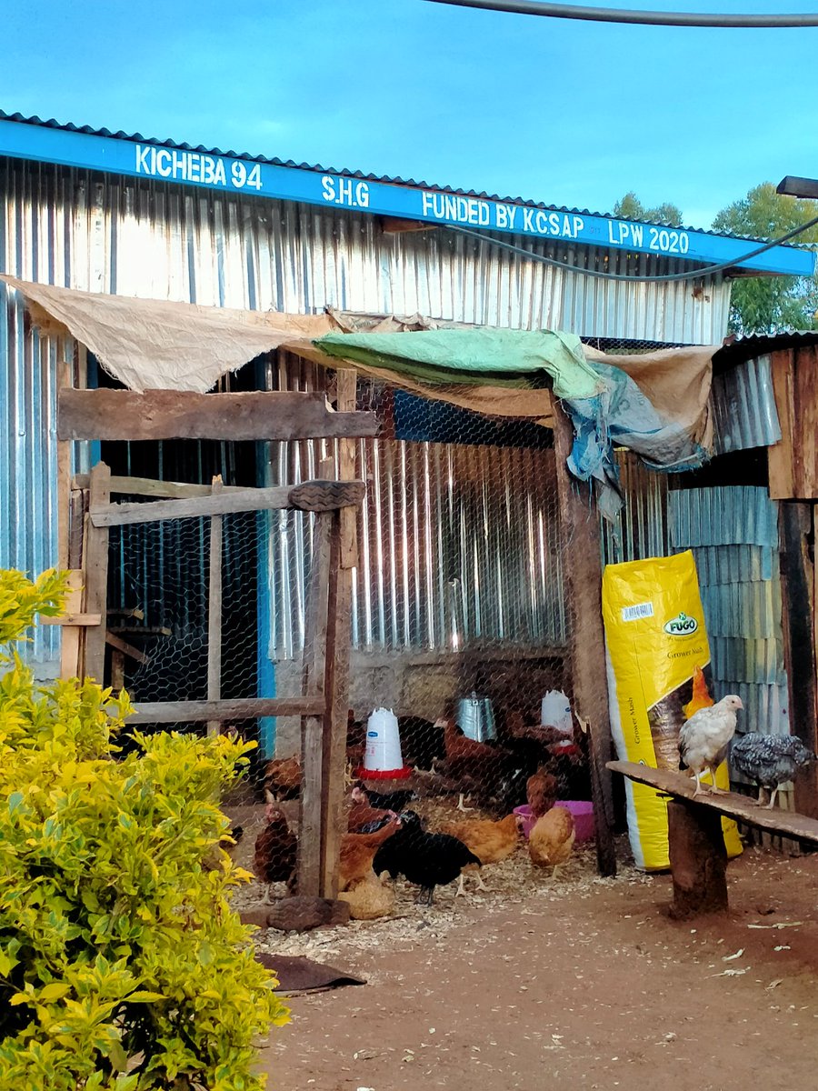 muthonimuta's tweet photo. @kcsap_project Community Investments in the #Indigenouschicken value chain at household level. @Baringo_county in Eldama Ravine increasing white meat in the market. https://t.co/7FkVEb0hex
