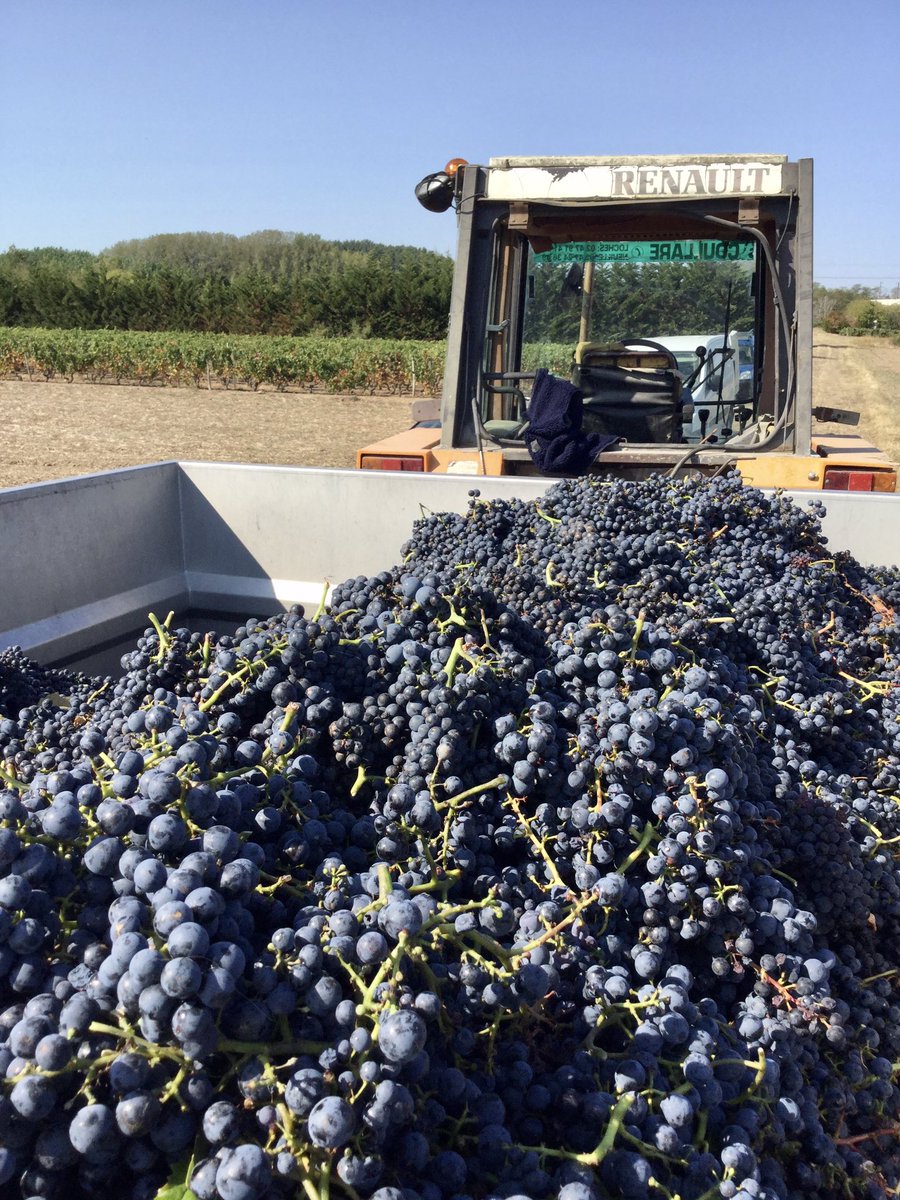 Day 8 of harvest at Domaine Carême. Bringing in the grapes that make our sparkling rosé Fizzy Pink. Cabernet Franc, Gamay, Côt and Grolleau coplanted in the vineyard. #harvest2020 #teamcareme #vendanges2020 #vincentcareme #fizz