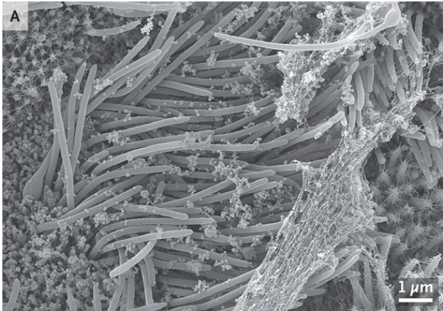 James Hamblin tweet media