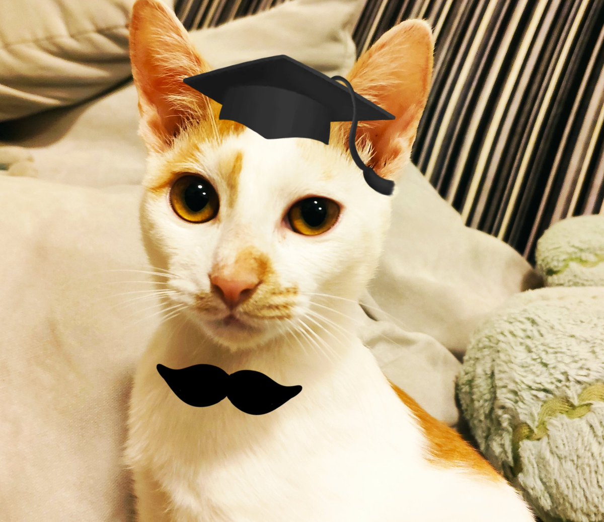 I'm a graduate from the school of BEING DROP DEAD GORGEOUS!

#CatsOfTwitter #Caturday #Gargeous #EduCATed