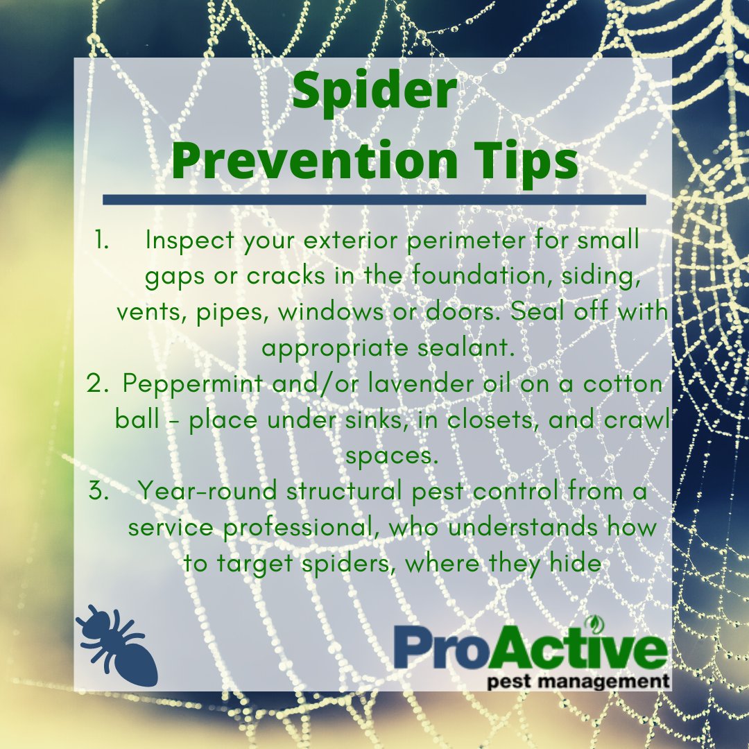 ProActivePest1's tweet photo. Here are a few tips to prevent spiders this fall! 🚫🕸🕷
#spidercontrol #pestprevention #spiderprevention #spiders #arachnids #arthropods #ecopestcontrol https://t.co/StVYUrydVR