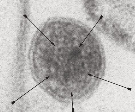 233) Béchamp claimed that microzymas could produce both enzymes and cells. Additionally, he indicated that under favorable conditions, these microzymas could evolve into multicellular organisms.