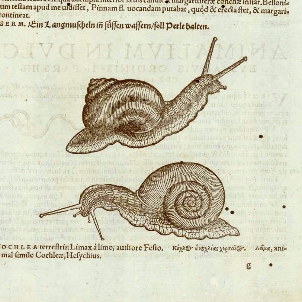 philographikon2's tweet photo. Magnificent #Snails and sea creatures, published ca. 1555!  The pure simplicity of a 16th century woodcut: "Historiae Animalim" by Conrad #Gesner (or #Gessner). Published ca 1555. https://t.co/GvNfcjshRK https://t.co/WyGVG9FzMM