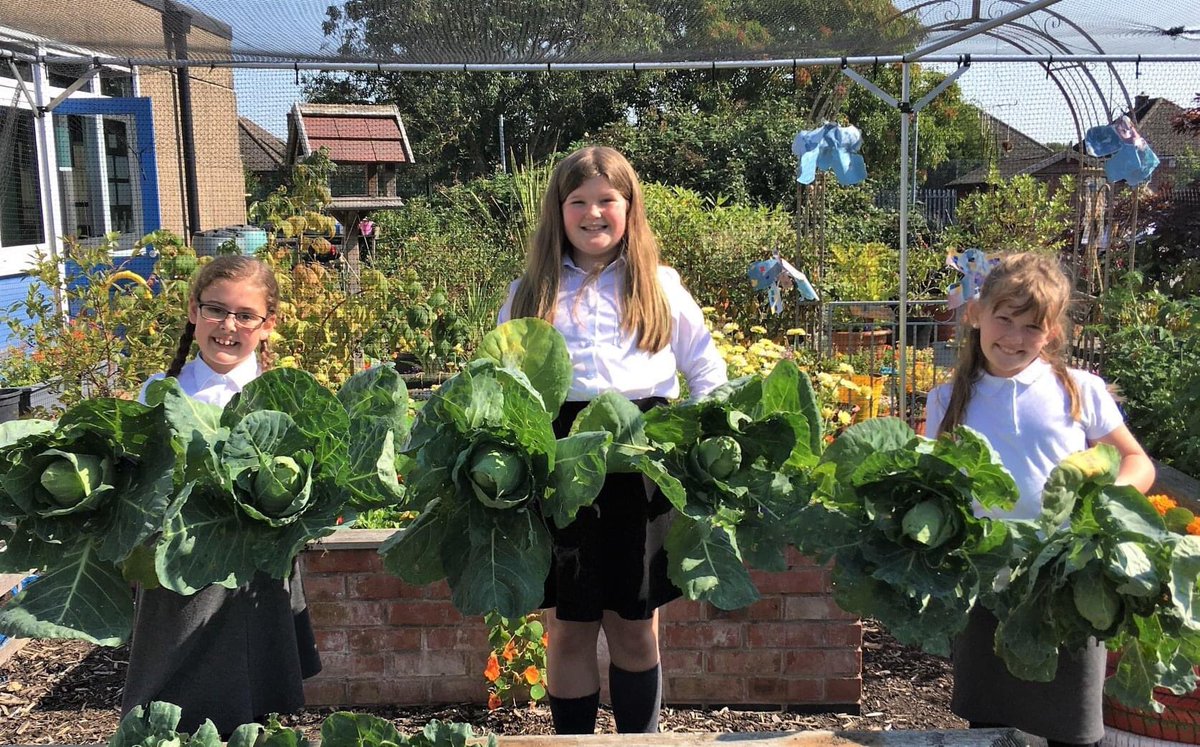 ChaucerJun's tweet photo. Harvested some of our #cabbages today from our #schoolgarden Mrs Wheatley 😍 @KerryLWheatley @embarkfed @daviddomoney @RHSSchools #RisingStrong #RecoveryCurriculum #Gardening #GrowYourOwn #Vegetables 🌱 https://t.co/WOVWNaOS79