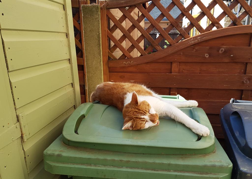 OdetteDewhurst's tweet photo. #CatStatus #TooHotToCat #NotMyCat #ButMyBin https://t.co/3jGm0W6oiv