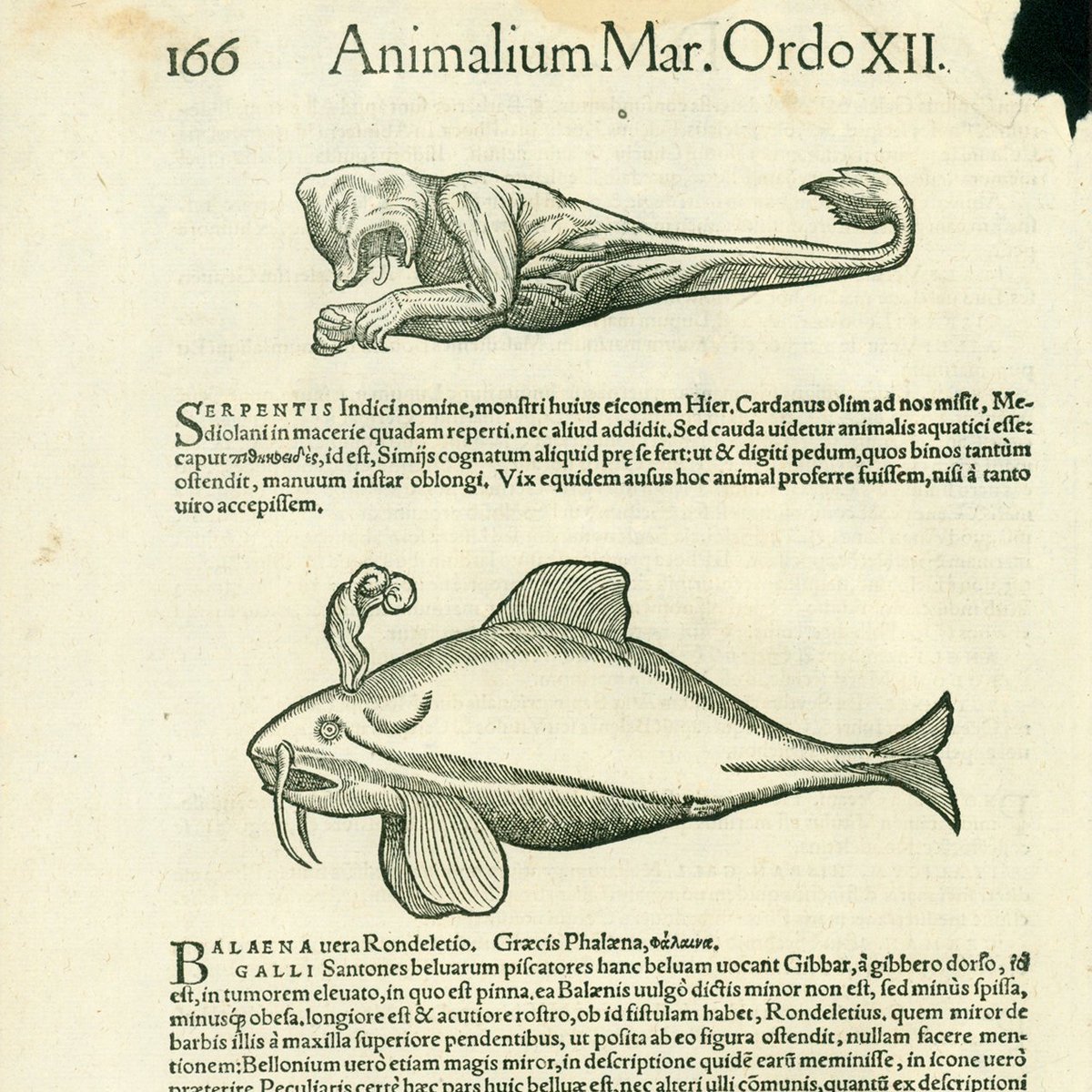 philographikon2's tweet photo. Magnificent #Snails and sea creatures, published ca. 1555!  The pure simplicity of a 16th century woodcut: "Historiae Animalim" by Conrad #Gesner (or #Gessner). Published ca 1555. https://t.co/GvNfcjshRK https://t.co/WyGVG9FzMM