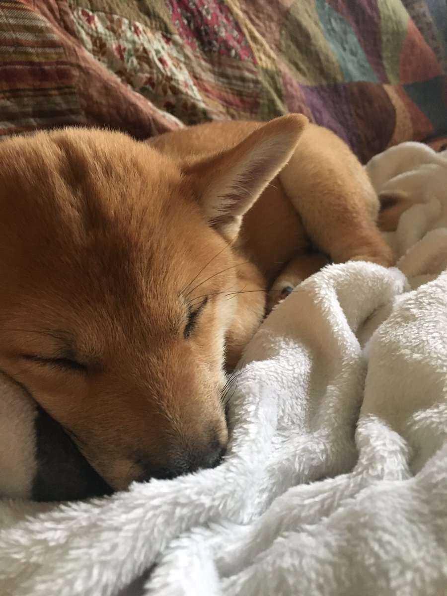 stash00's tweet photo. I follow enough animal pages on here so it’s time to start posting! Here’s our sweet new member of the family, Ember. She’s a Shiba Inu and sweet plus crazy! https://t.co/DsiGA2alRB