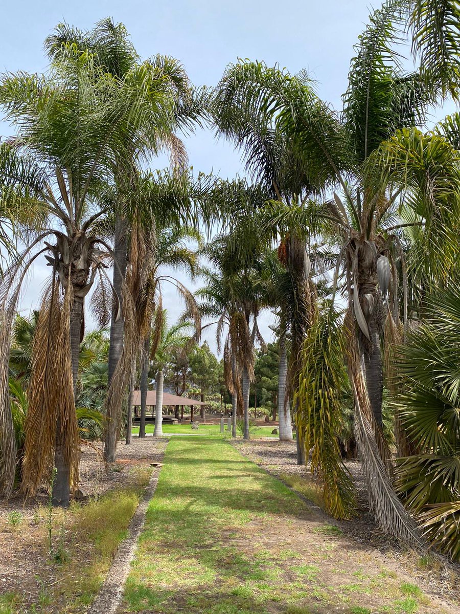 El .#PP denuncia el “lamentable estado de abandono del #Jardín #Canario por la desidia del #Cabildo de Gran Canaria” <a href="/PPCabildoGC/">PP CABILDO GRAN CANARIA</a> <a href="/popularesgc/">Partido Popular de Gran Canaria</a> <a href="/populares/">life</a>