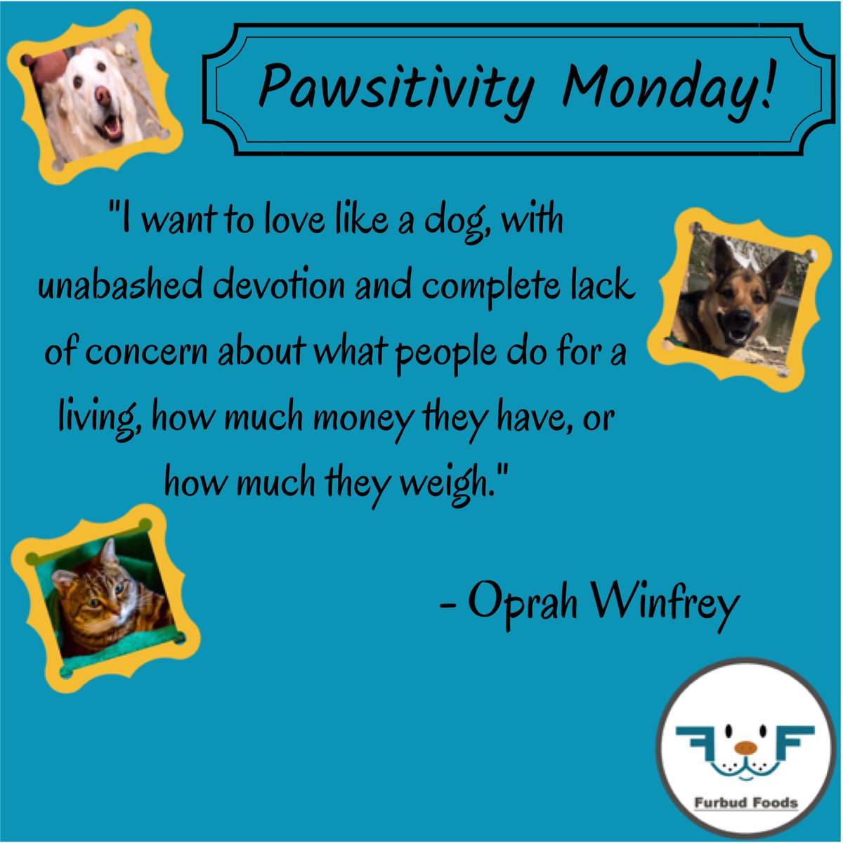 FurbudFoods's tweet photo. We should all strive to have this same mindset! You’re all amazing! You all deserve to have an amazing Monday, so go make that happen!
.
🐶
.
#furbudfoods #PawsitivityMonday #quoteoftheday #dogsoftwitter https://t.co/rBq40dEwy9